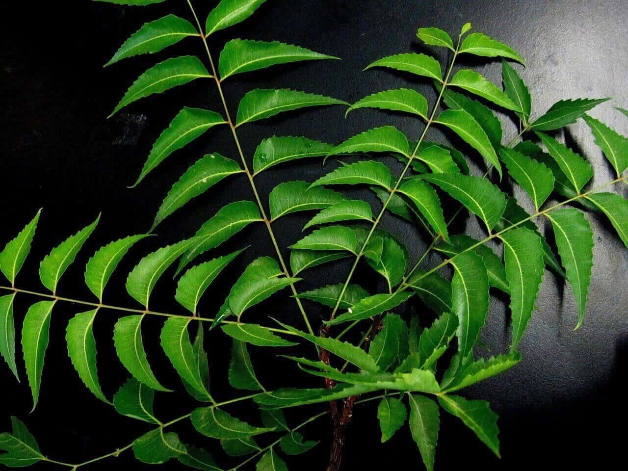 Neem tree in english