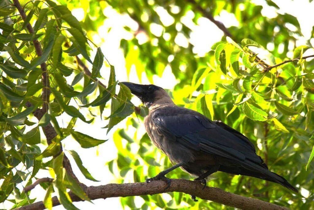 
zones for-neem or margosa trees