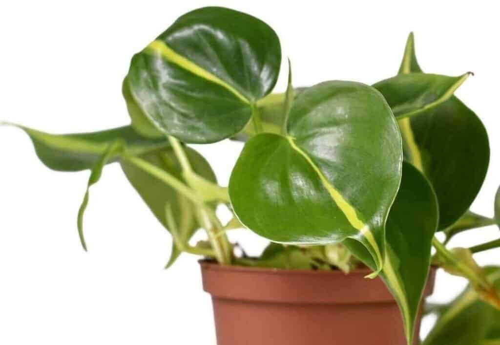 Heartleaf philodendron