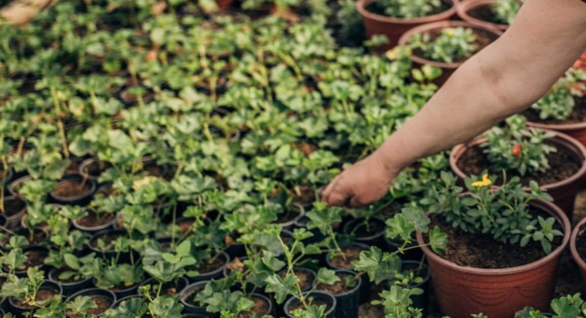 How-to-designing-an-indoor-garden