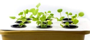 Mini-garden-nside-the-house