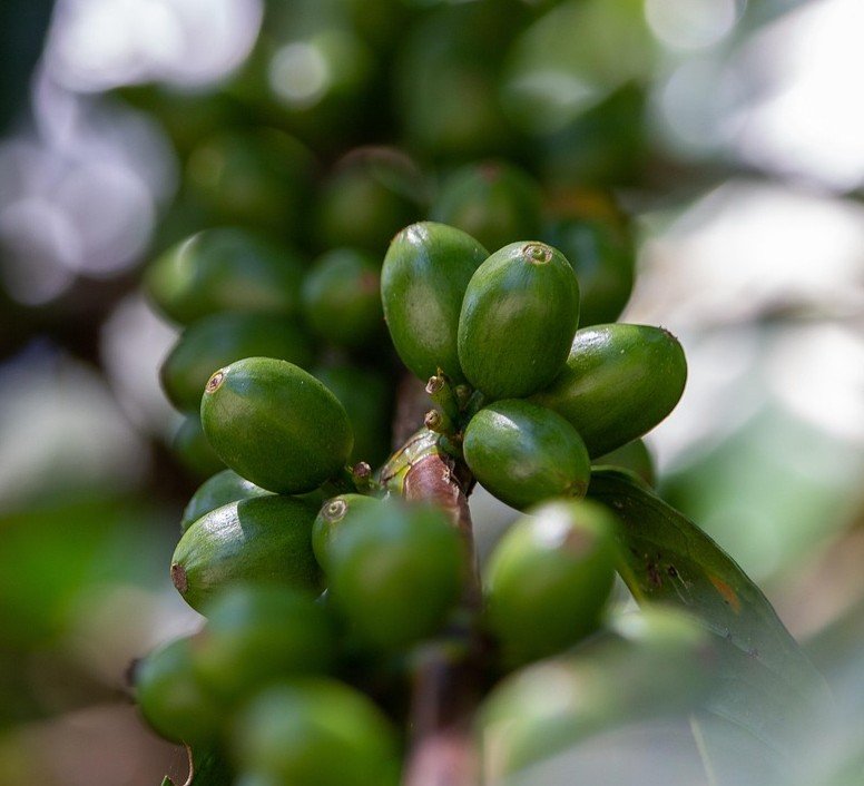 coffee-arabica coffee-arabica