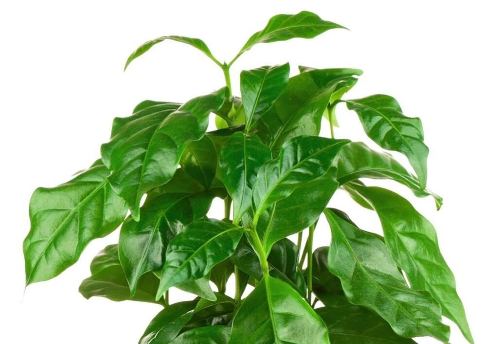 coffee-leaf coffee-leaf