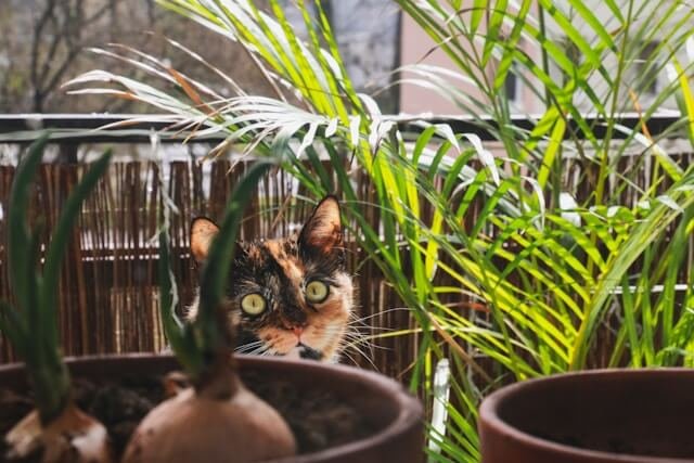 how-to-diy-indoor-garden-with-grow-light