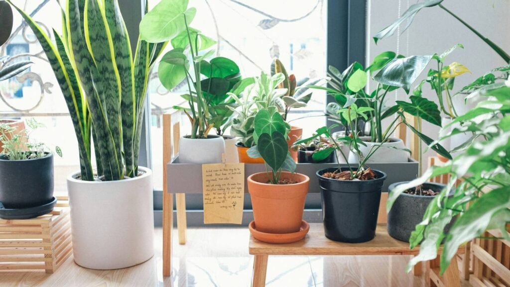 how to start-indoor garden how to start-indoor garden