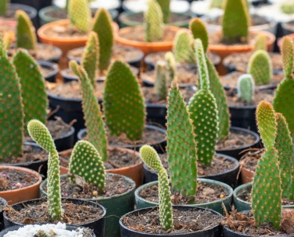 indoor-cactus-garden-ideas