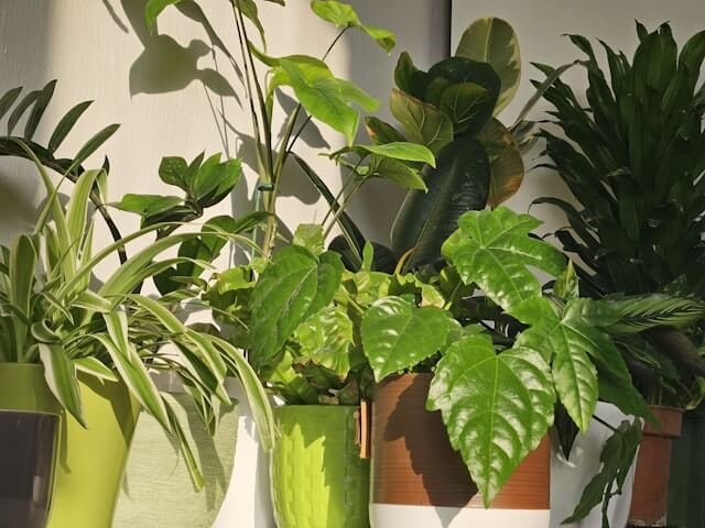 indoor-garden-ideas-for-your-indoor-green-space