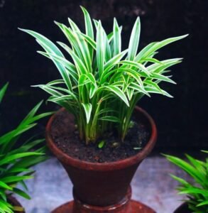 indoor-hanging-herb-garden-ideas
