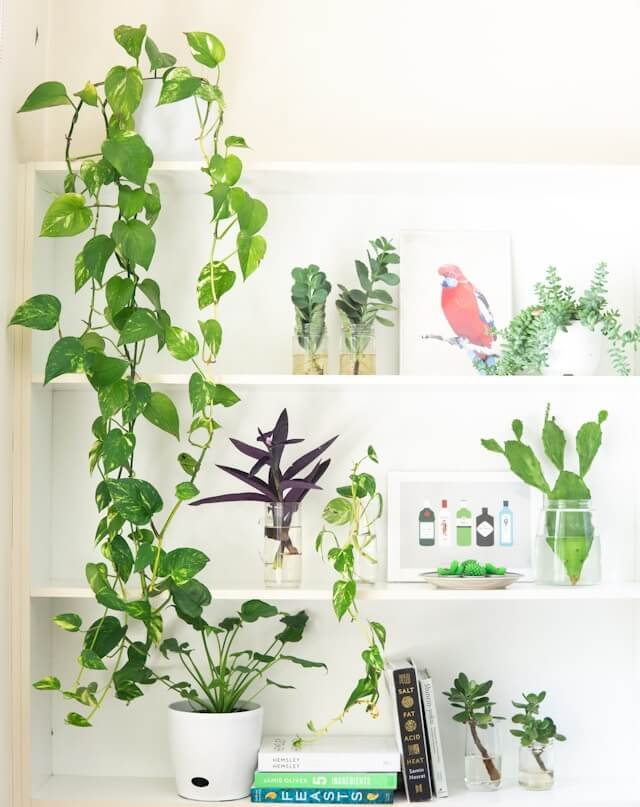 indoor-plant-wall-ideas indoor-plant-wall-ideas