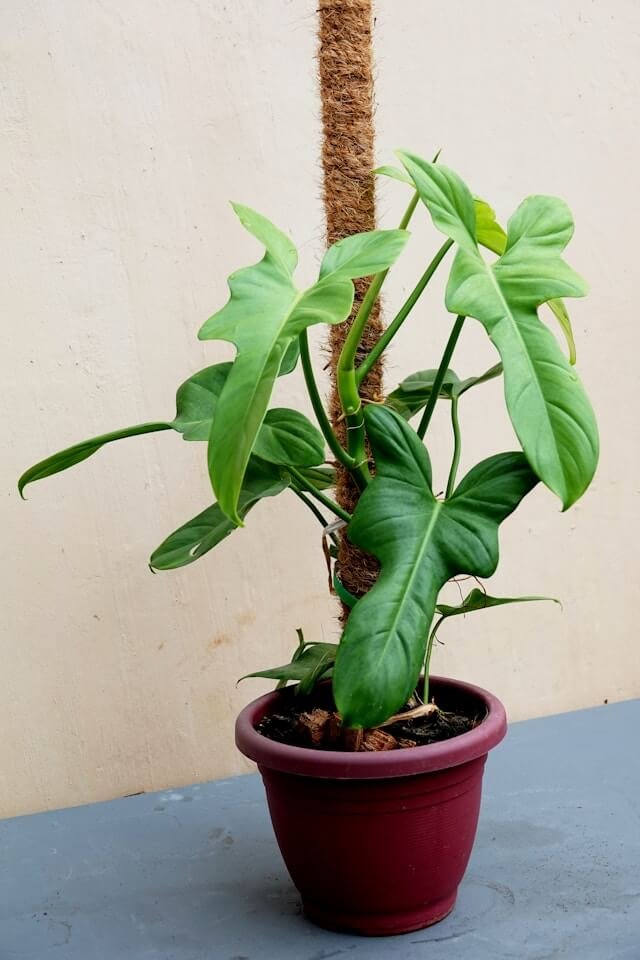 indoor-plants-for-small-pots indoor-plants-for-small-pots
