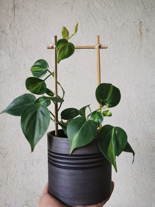 indoorcontainer-garden-ideas indoorcontainer-garden-ideas