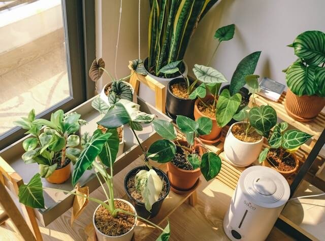 when to start-indoor garden-seeds when to start-indoor garden-seeds