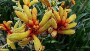 houseplants safe for cats with pictures
