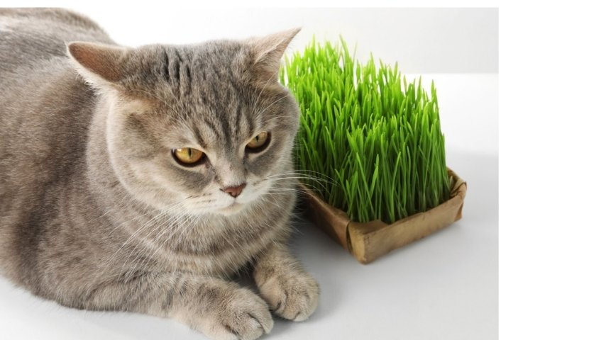 cat friendly indoor garden