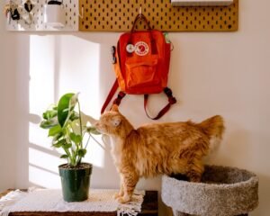 Indoor cat grass garden