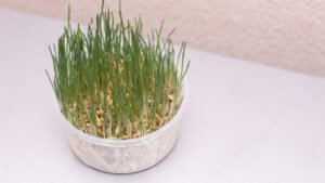 different of normal grass or wheatgrass