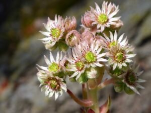 cat's paw plant