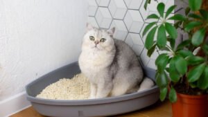 how to make an indoor cat garden
