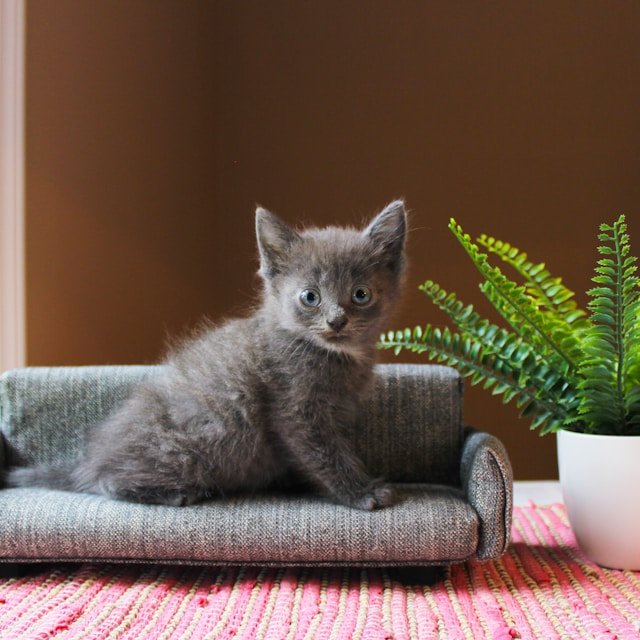 plants for cats to chew on plants for cats to chew on