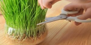 wheat-grass