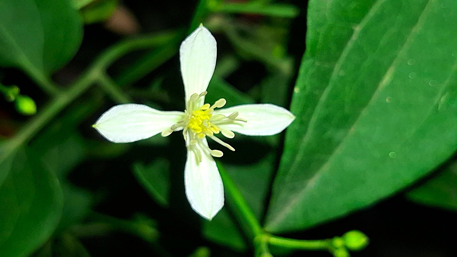 aromatic jui flower aromatic jui flower