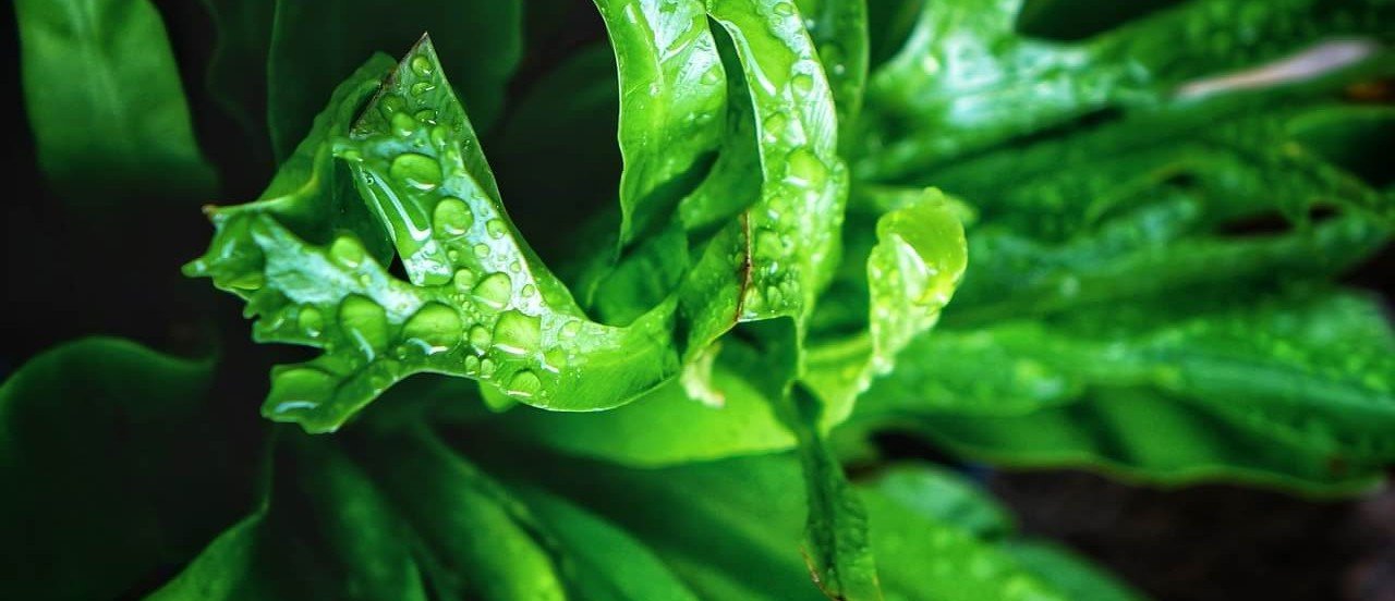 birds-nest-fern