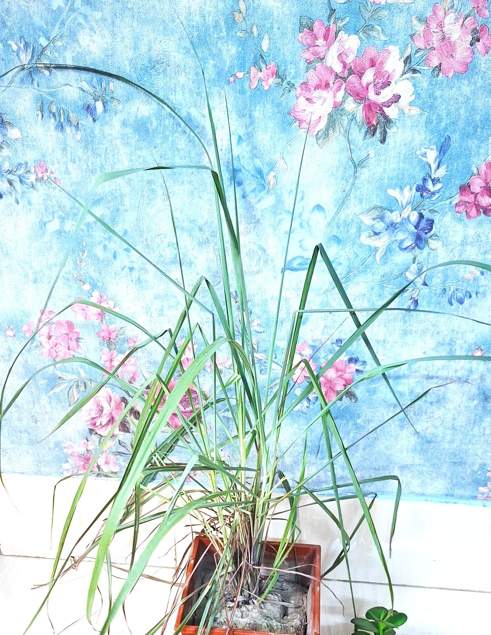 lemon grass; thai an restaurant; lemongrass plan; lemon grass plant;