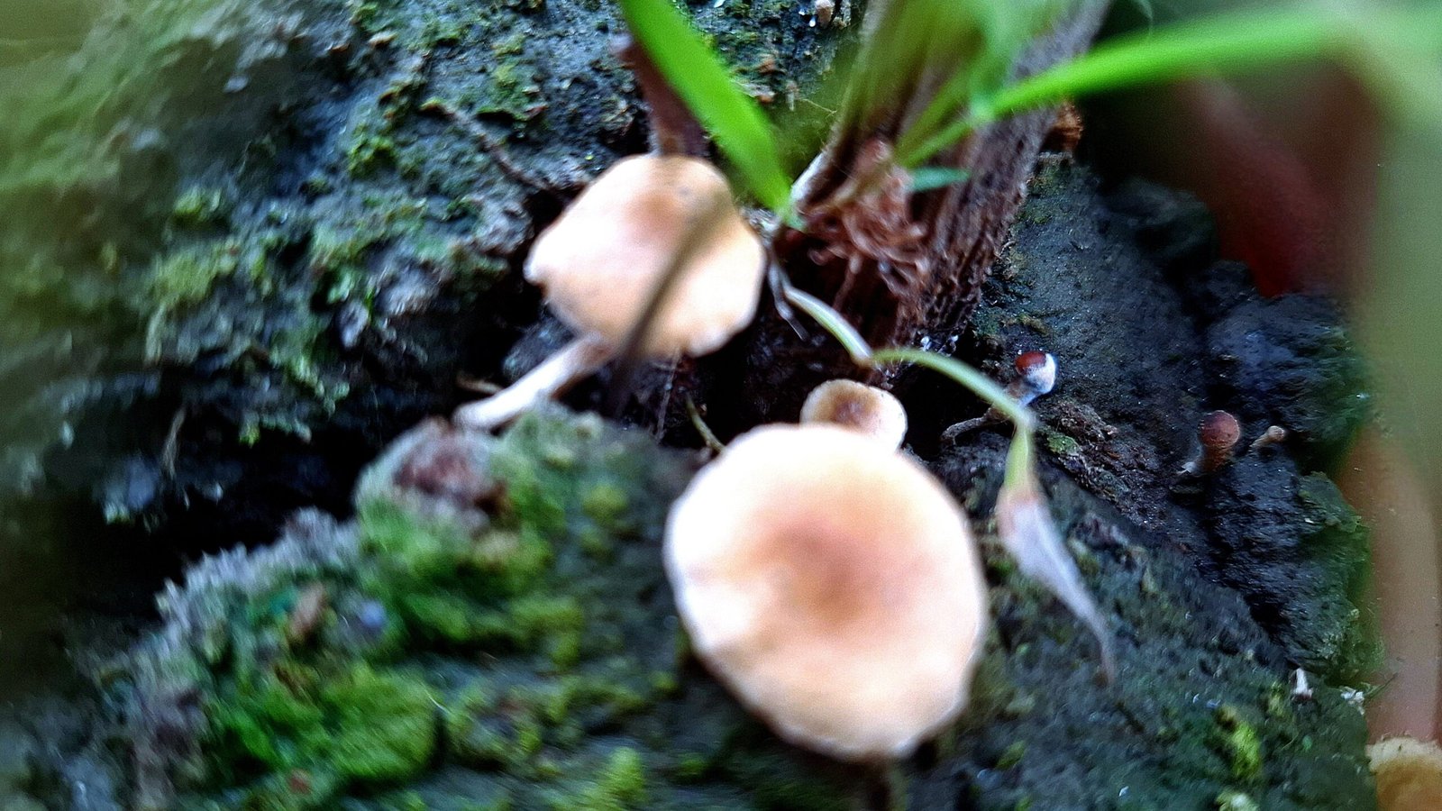 mushroom is a fruit or vegetable