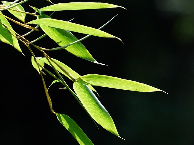 Bamboo Tree Benefits