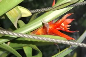 FloweringHouseplant