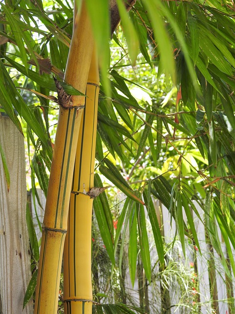 bamboo tree