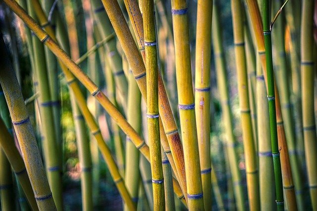 bamboo trees