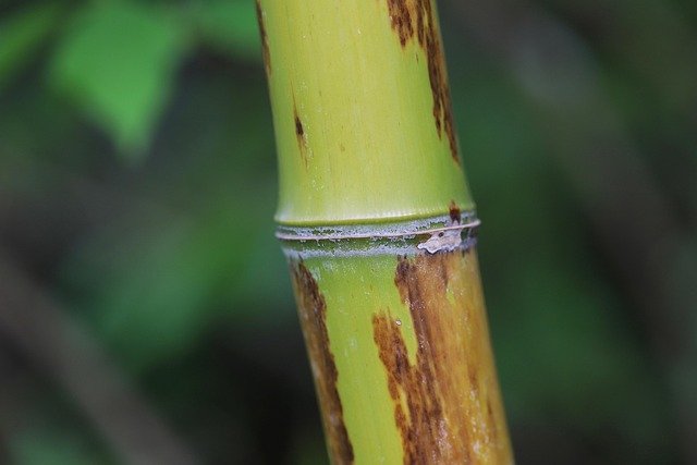 how to care for a bamboo tree
