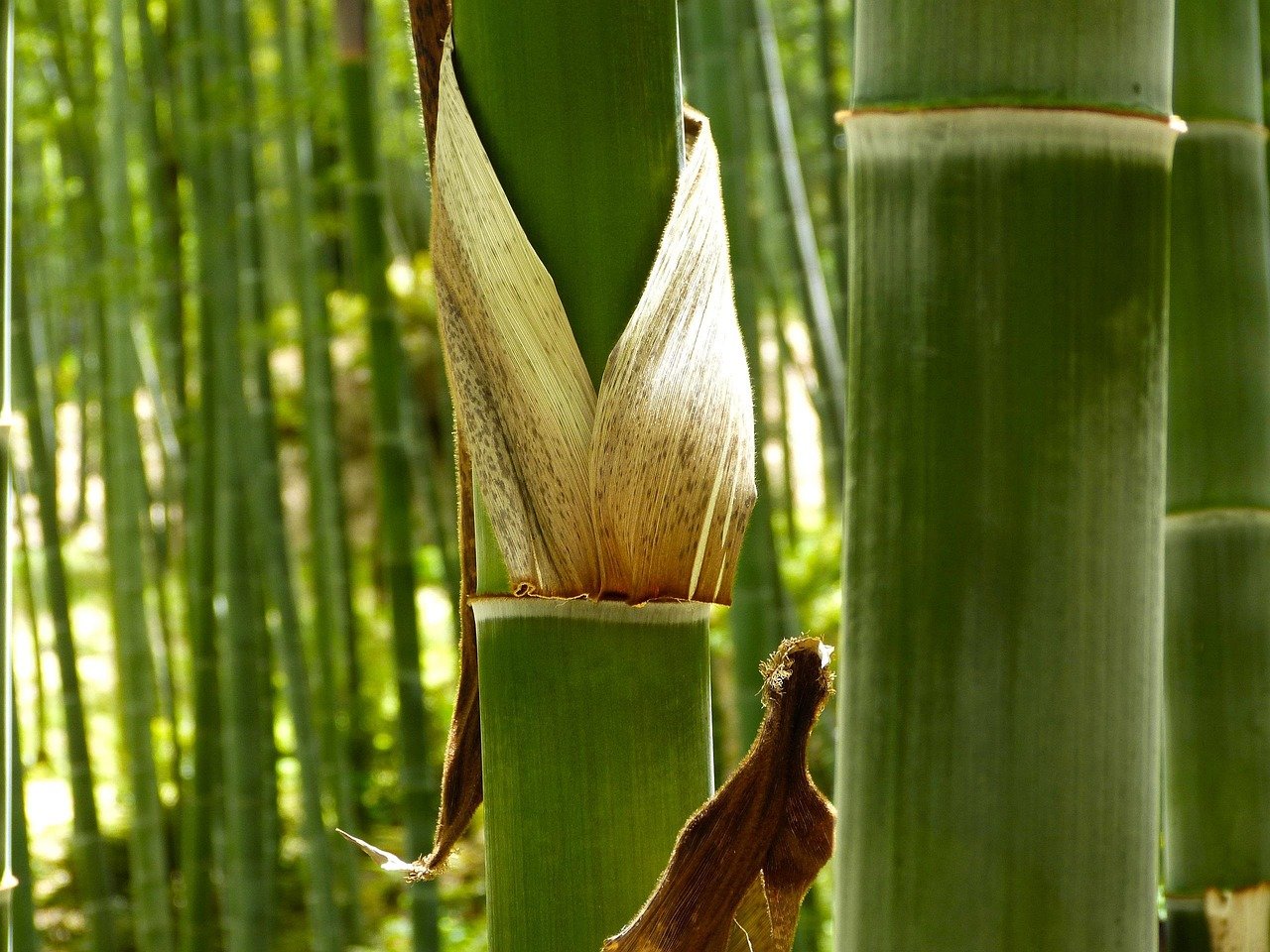 bamboo tree