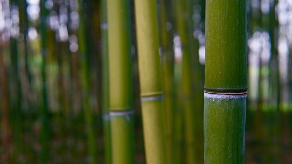 is bamboo tree
