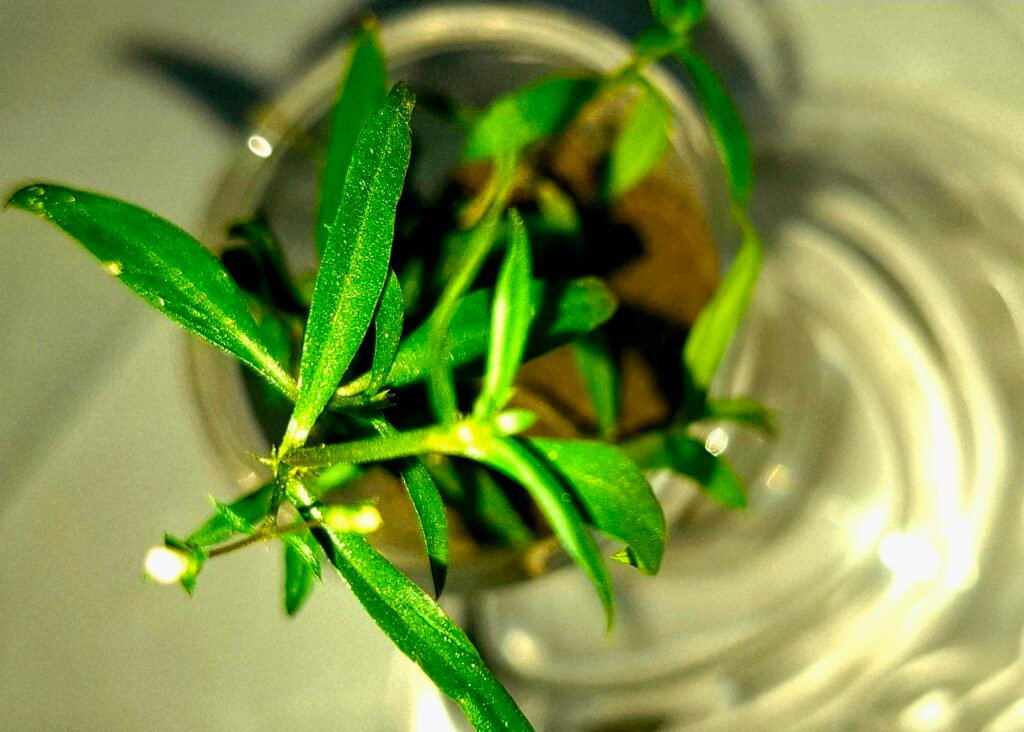 Oldenlandia corymbosa