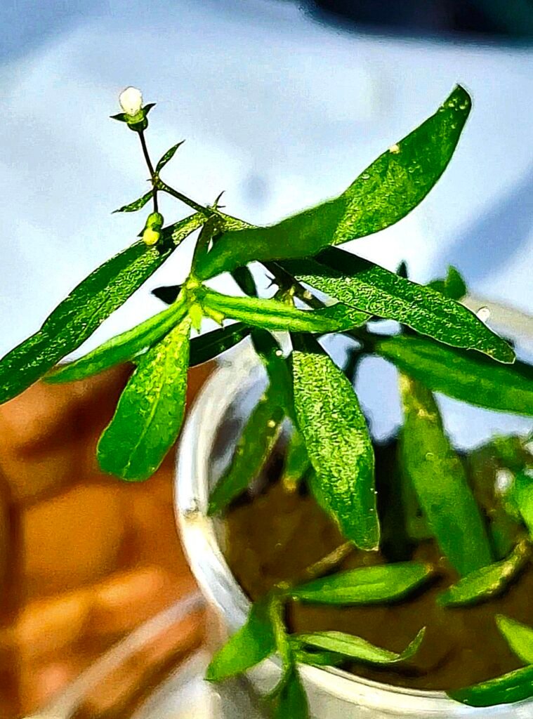 Oldenlandia corymbosa