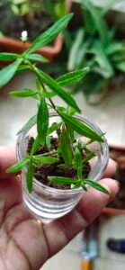 Oldenlandia corymbosa benefits