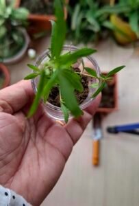 plants-weed