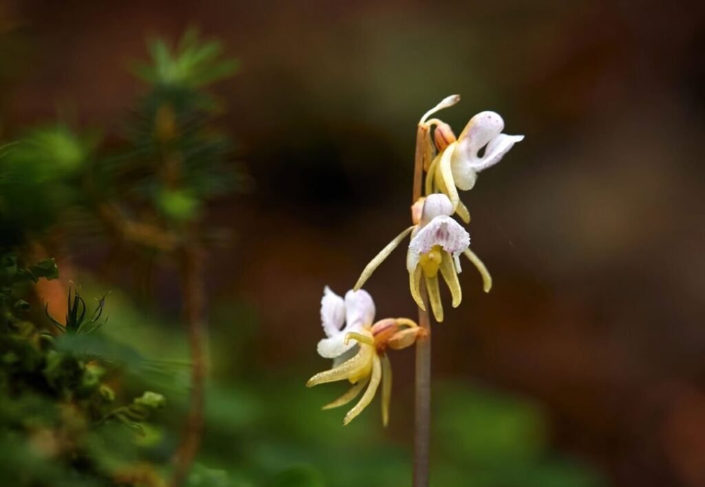 Epipogium aphyllum (Ghost Orchid)