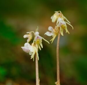 ghost orchid flower