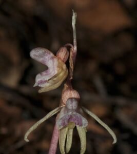 ghost orchid flower