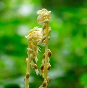 Epipogium aphyllum Orchid
