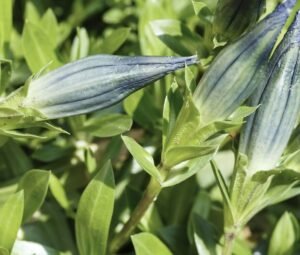 Gentiana paradoxa, the Caucasian gentian