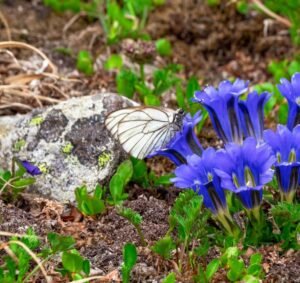 Gentiana paradoxa (Caucasian Gentian)