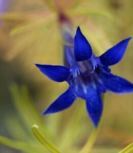 gentiana clausa bottle gentian;