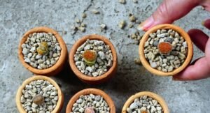 Lithops spp-Living Stones