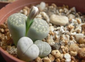 Lithops spp-Living Stones