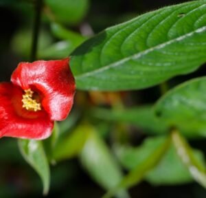 Psychotria elata-Hot Lips Plant Psychotria-elata-Hot Lips Plant
