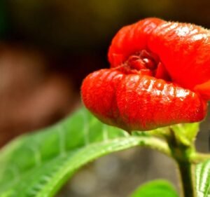 Psychotria elata-Hot Lips Plant